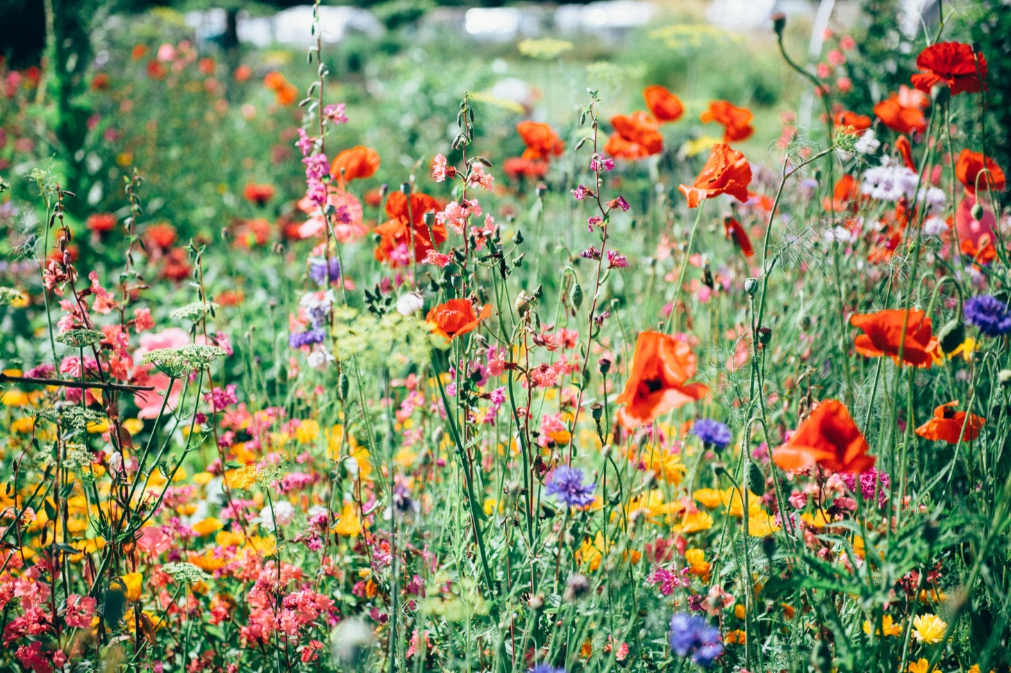 Foto di Nature Uninterrupted Photography su Unsplash