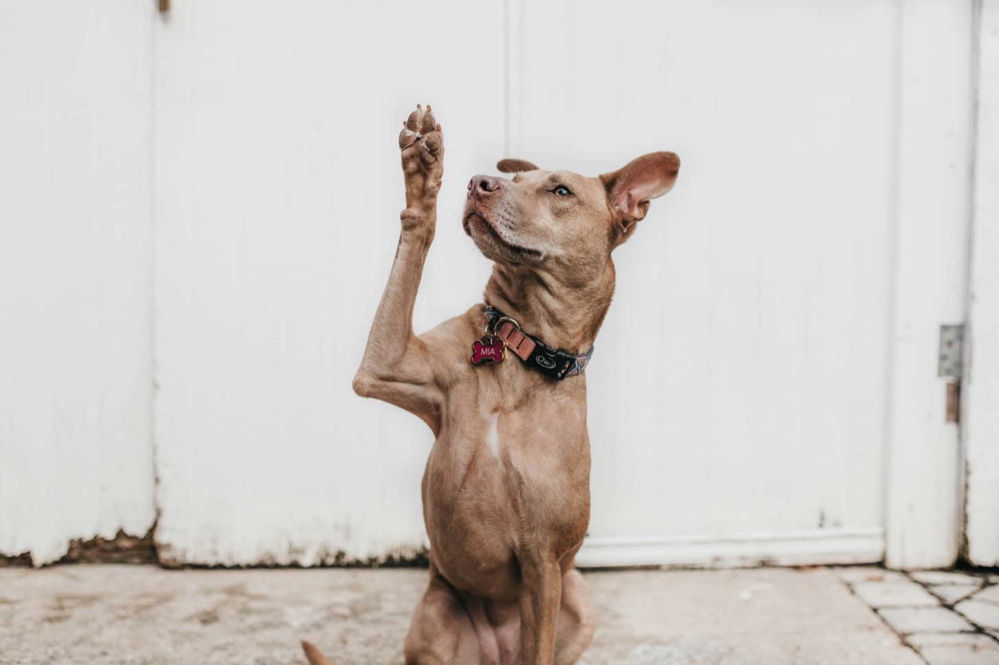 Foto di Camylla Battani su Unsplash