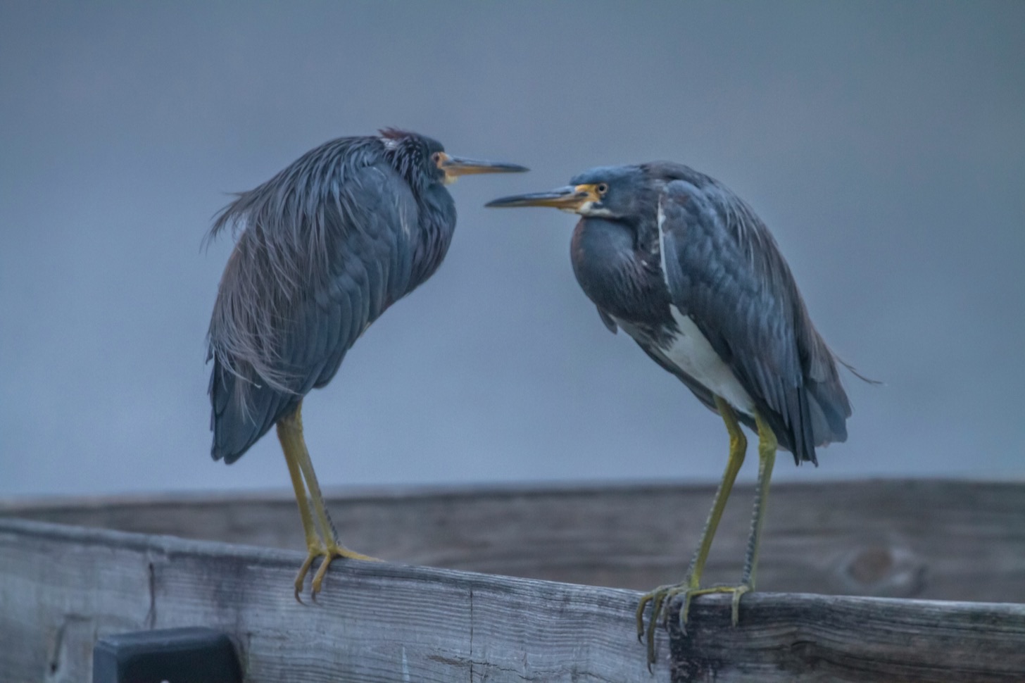 Perché una foto di due aironi dall’aria infreddolita, dirai tu? Mah, mi sembrava che uno avesse appena fatto uno spiegone all’altro, e con i due punti ci stava bene. Foto di Dulcey Lima su Unsplash