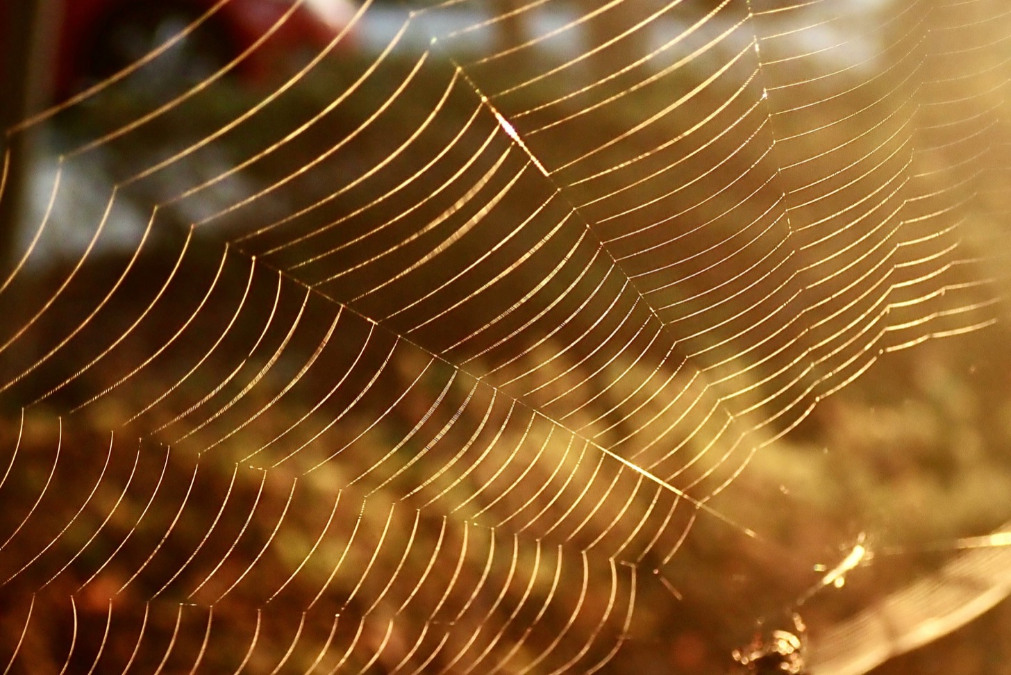 Foto di Wally Holden su Unsplash