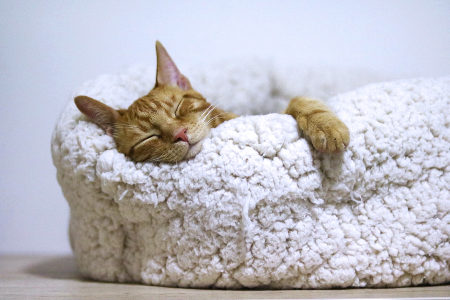 Fa caldo, guardiamo un gattino. Foto di Aleksandar Cvetanovic su Unsplash