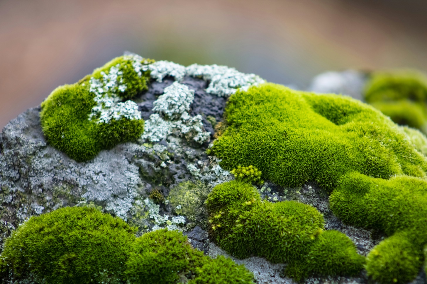 Foto di Aldo Hernandez su Unsplash