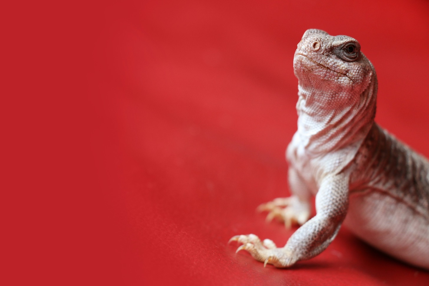 Io e l’iguana, stesso sguardo vispo. Foto di Pierre Bamin su Unsplash